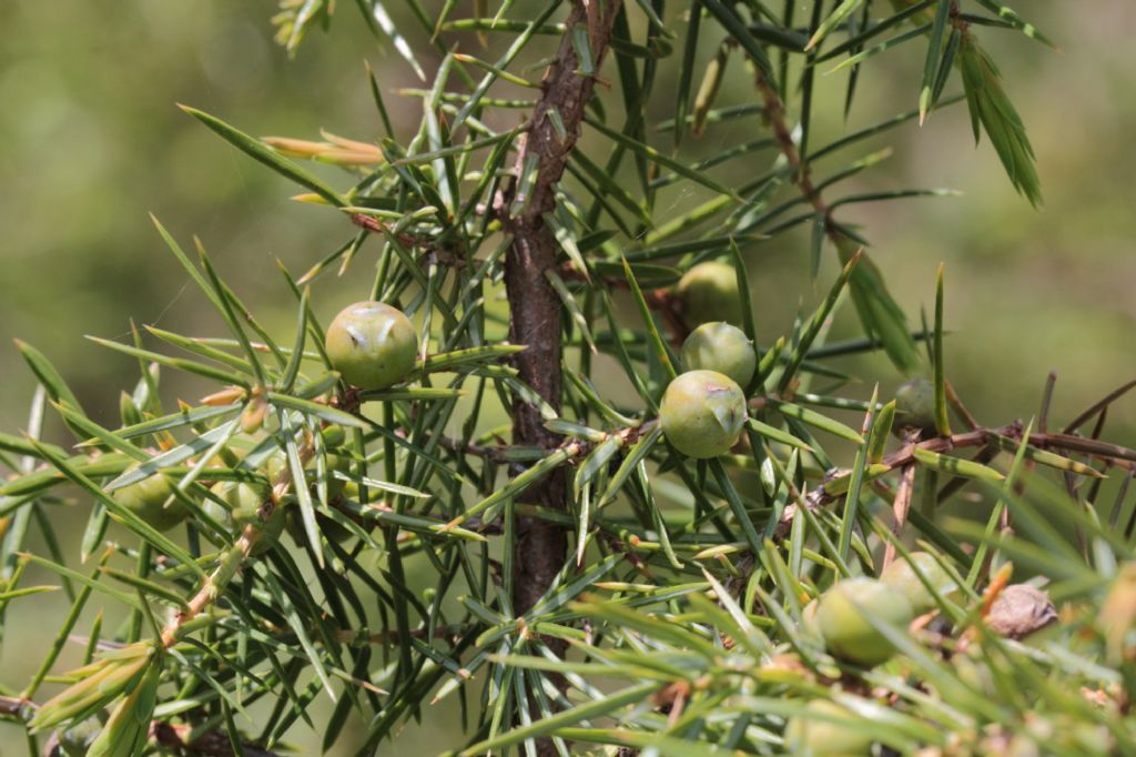 Quale Ginepro? (Bagno di Romagna, FC)